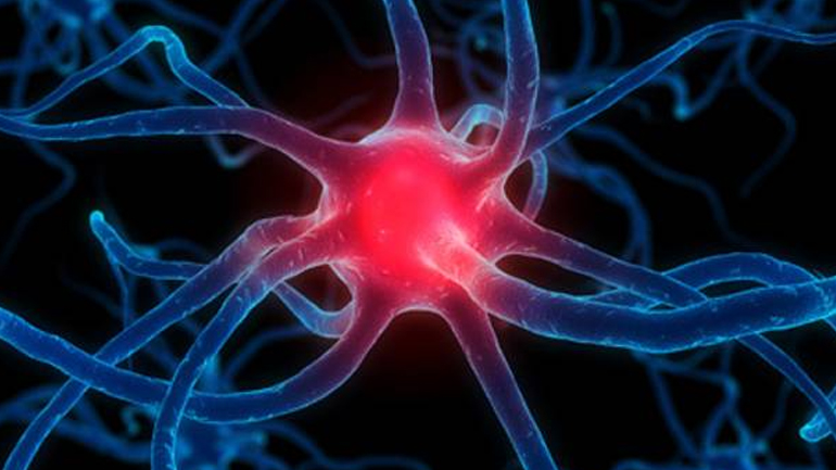 Δημιούργησαν εγκεφαλικά κύτταρα από κύτταρα δέρματος ηλικιωμένων Δημιούργησαν εγκεφαλικά κύτταρα από κύτταρα δέρματος ηλικιωμένων